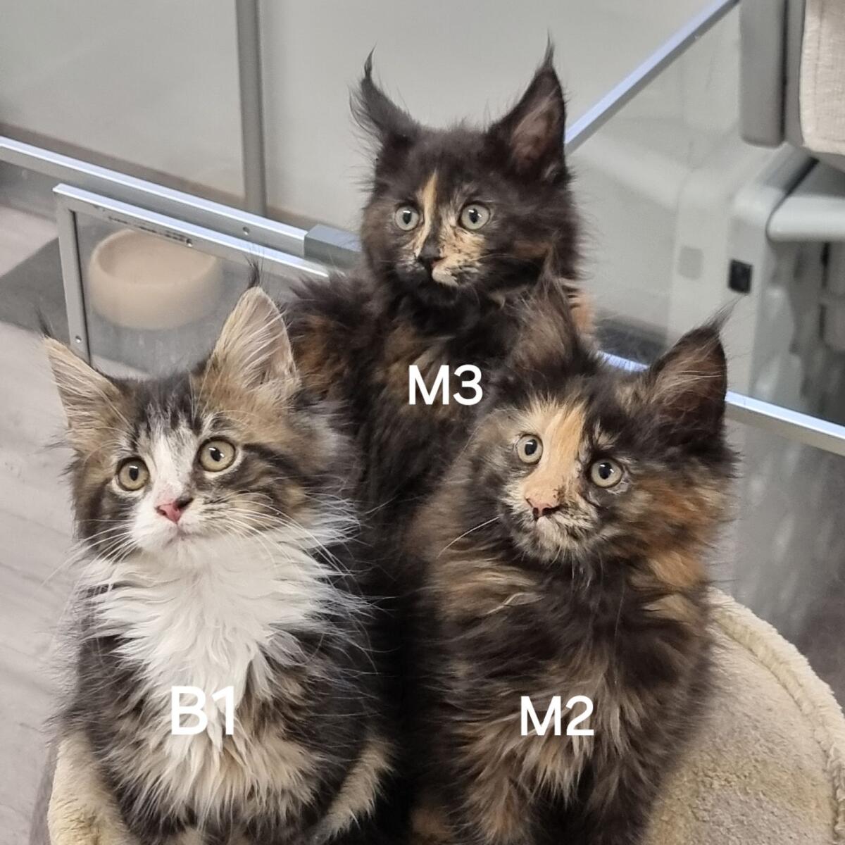 3 reinrassige Maine Coon Babys suchen Personal 2