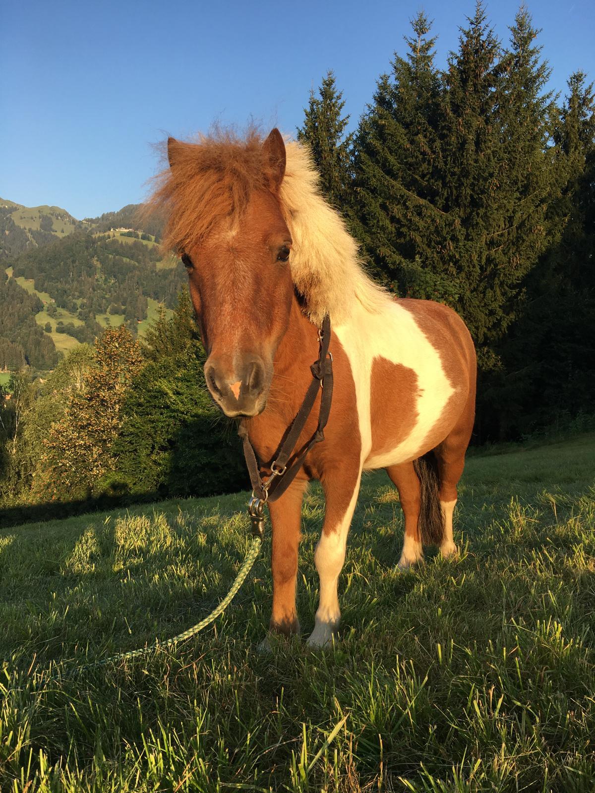 Mini-Shetty Stuten zu verkaufen 3