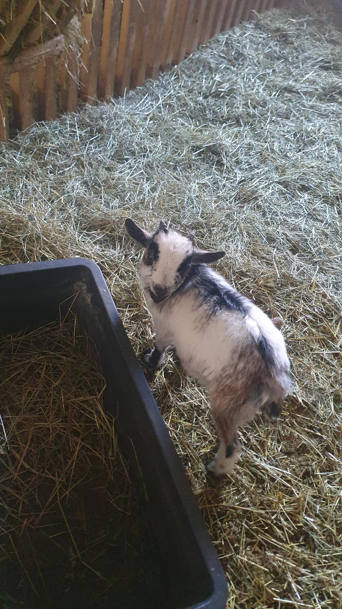 Zwergziegenkitz abzugeben 1