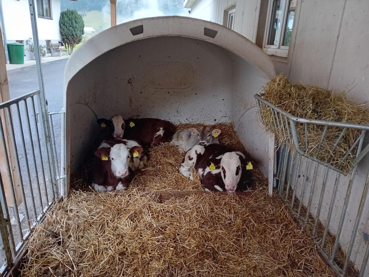 Schöne FV und BV Kälber mit guter Abstammung 1