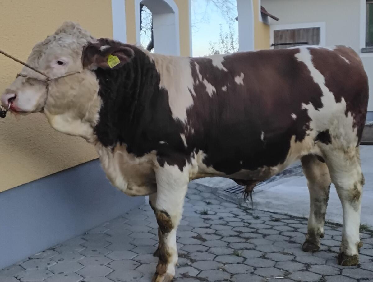 FV Zuchtstier hornlos 1