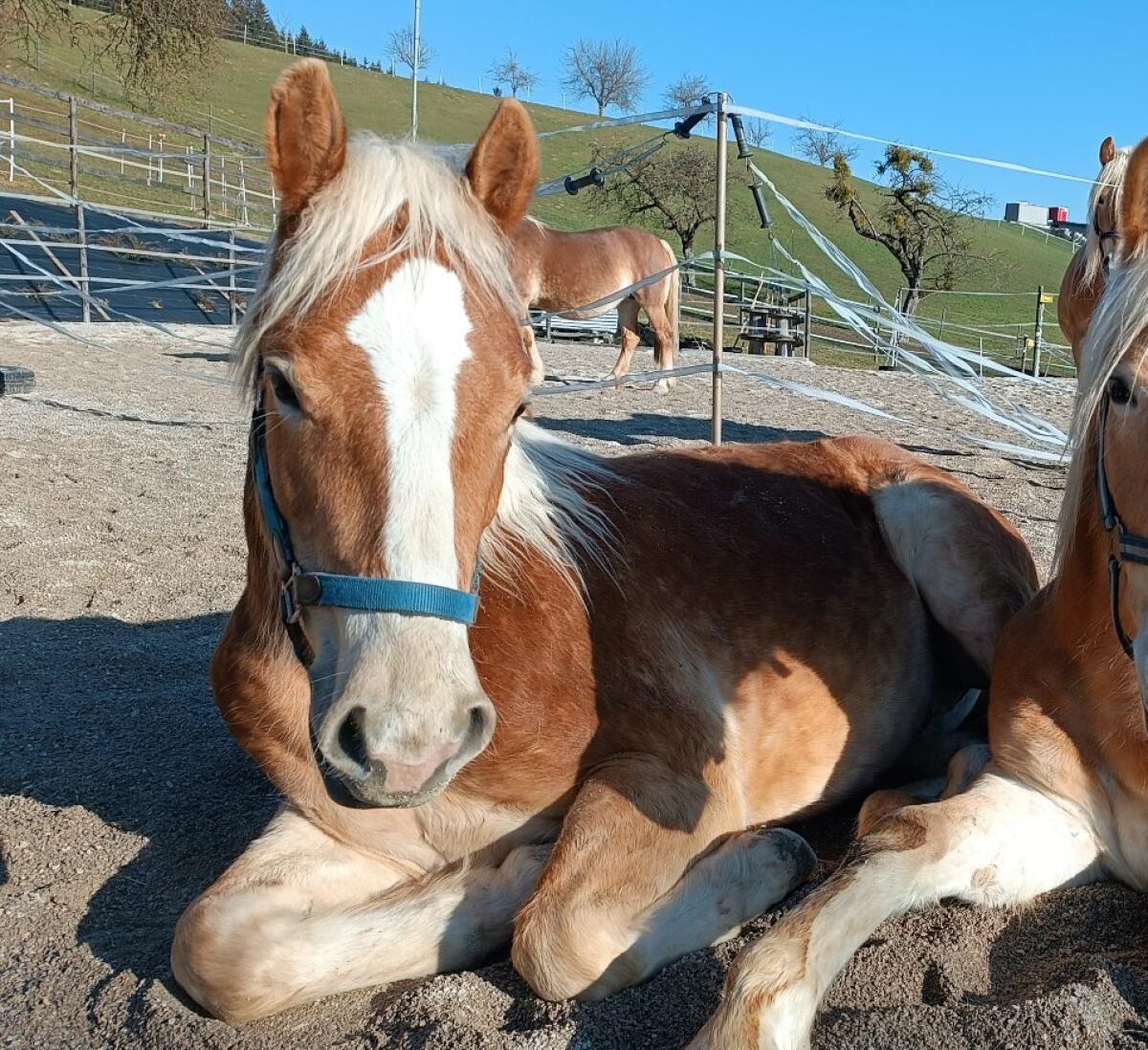 Haflinger Wallach 2