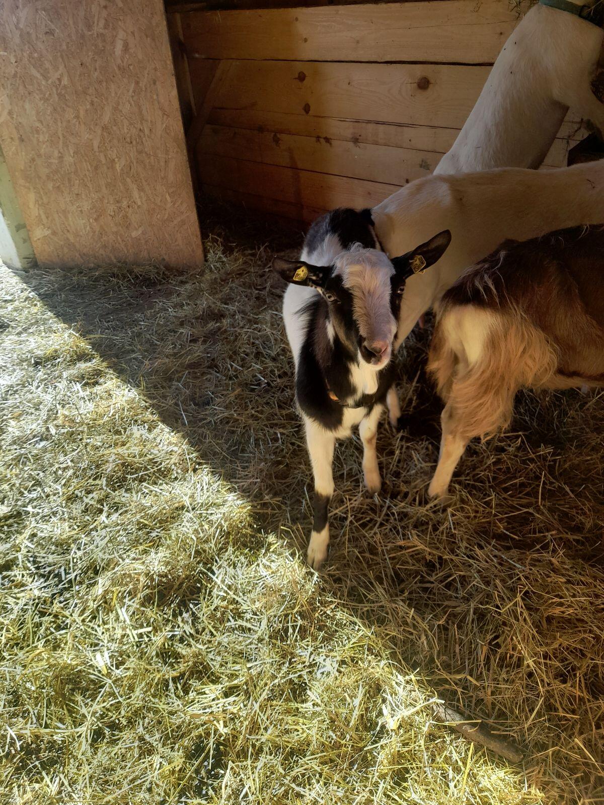 Tauernschecke Ziegenbock 1