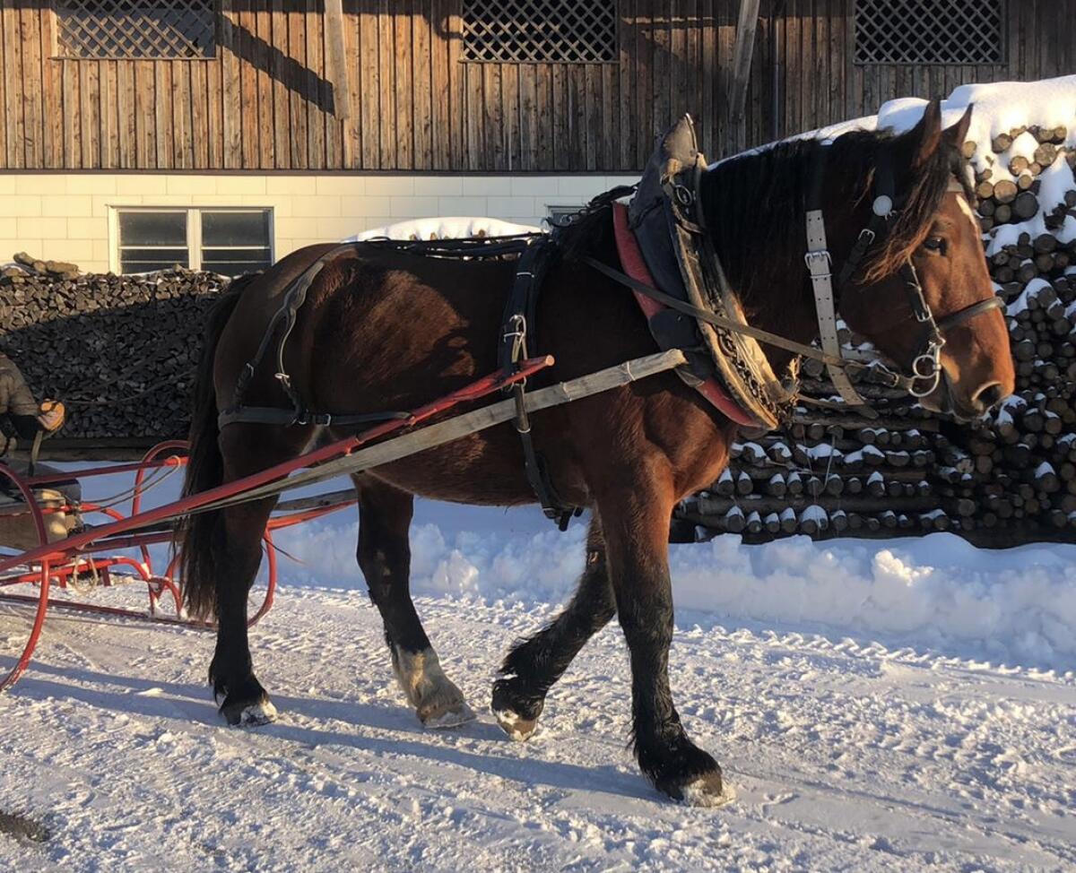 Noriker Wallach – Freizeitpferd mit solider Grundausbildung 3