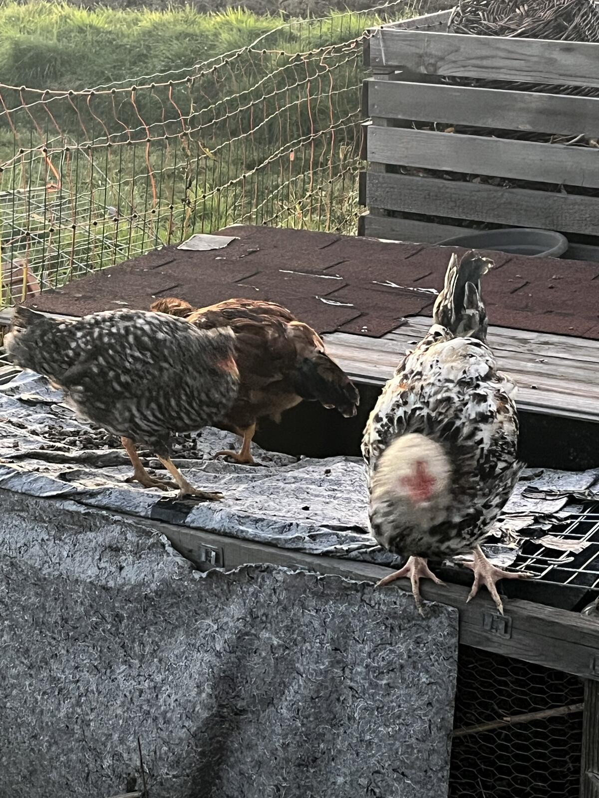 Verkaufe 2 Hähne und eine Henne 3