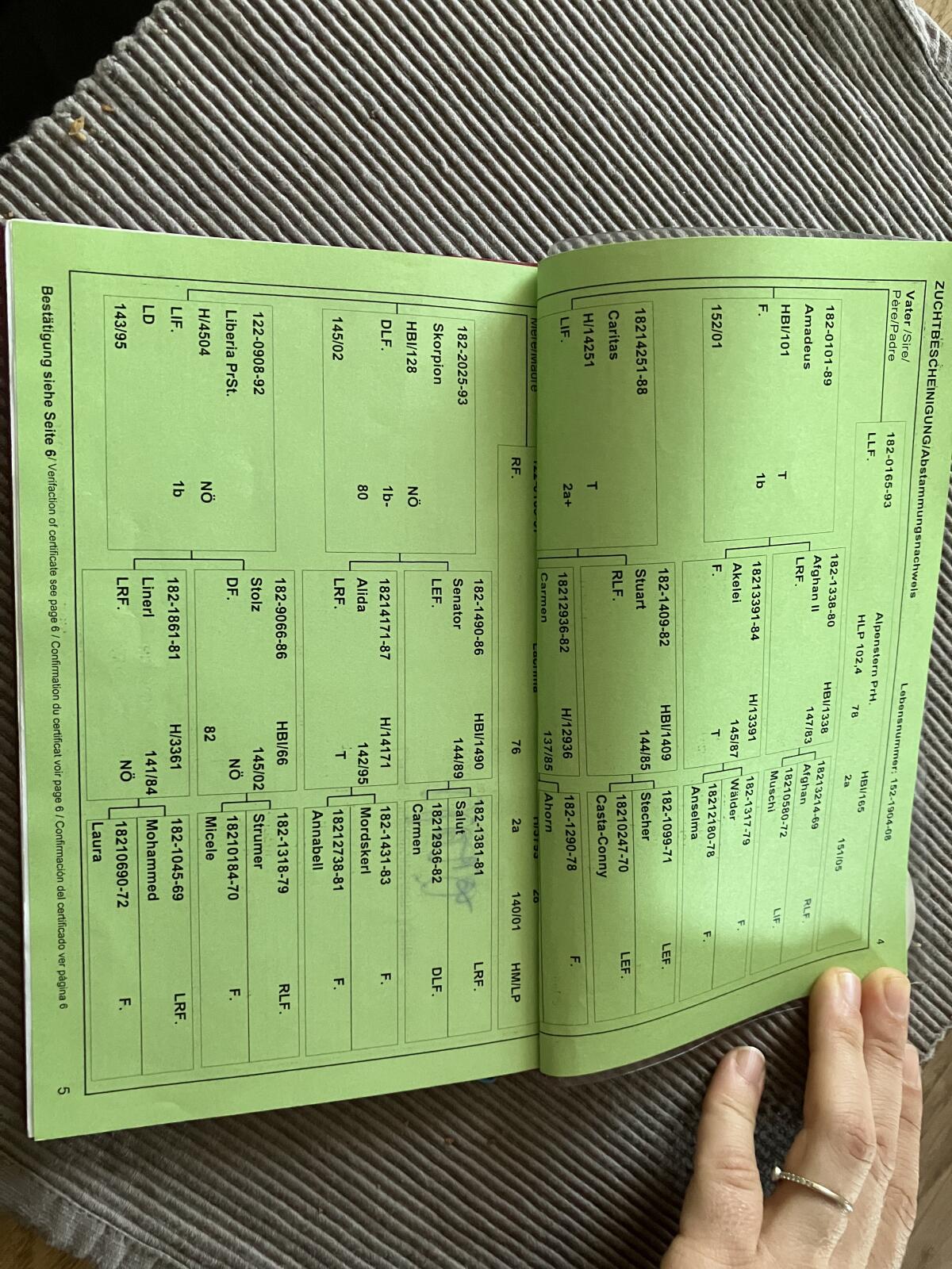 Beistellpferd bedingt reitbar 3