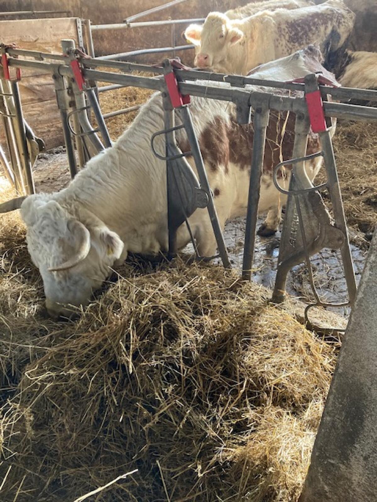 Ennstaler Bergschecken 3