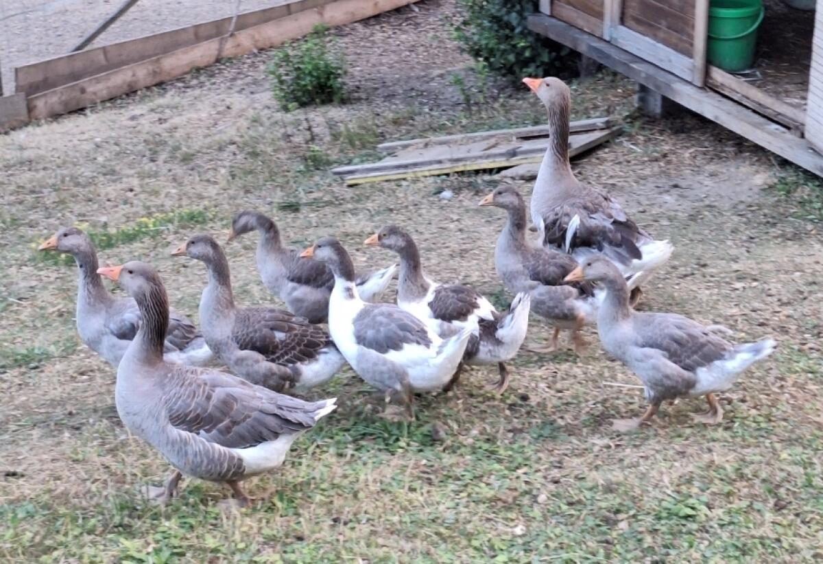 Lockengans-Pärchen 1