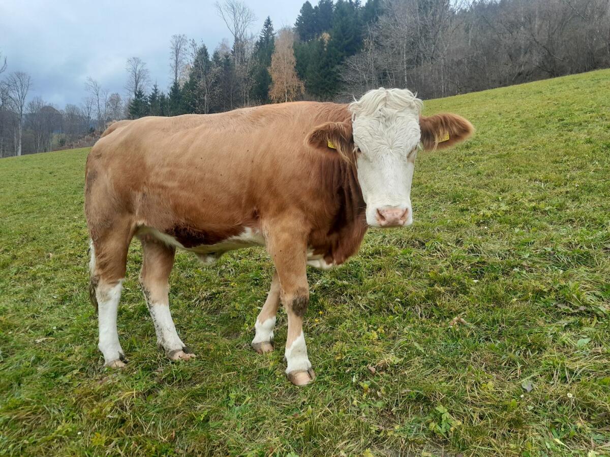 Fleckvieh Kalbin trächtig 2