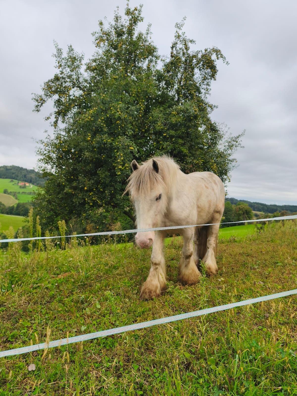 Einstellplätze für Pferde 2