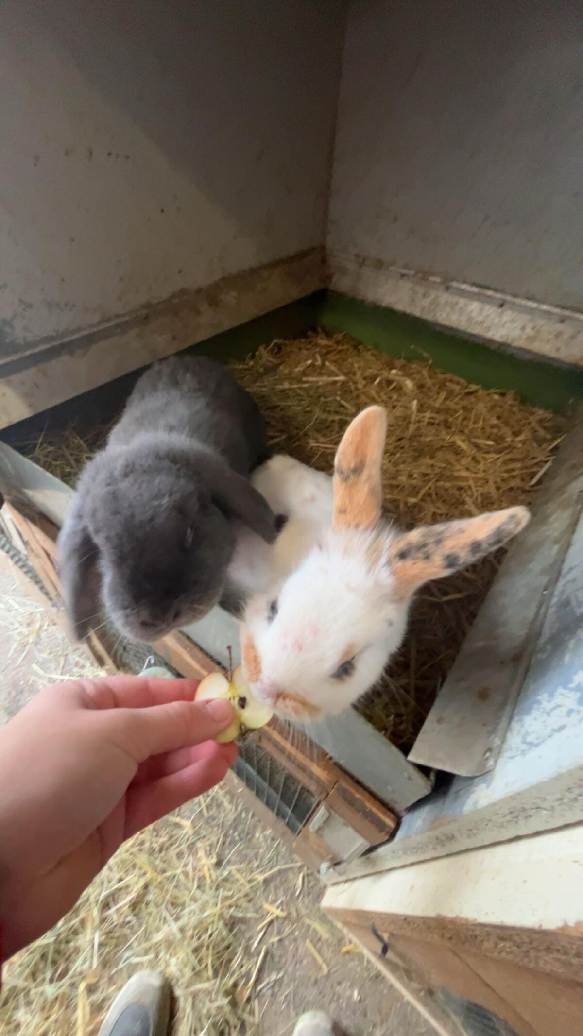 Zwerghasen zu verkaufen 3