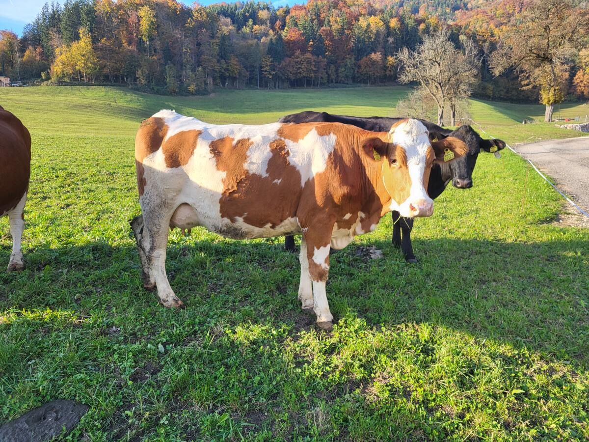 BIO Fleckvieh Kuh / Mutterkuh 2