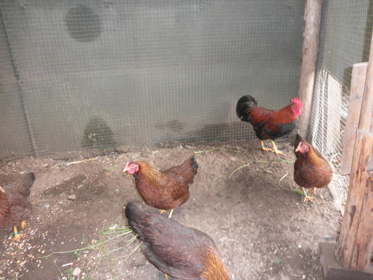 Zwerg-Welsumerhühner 1