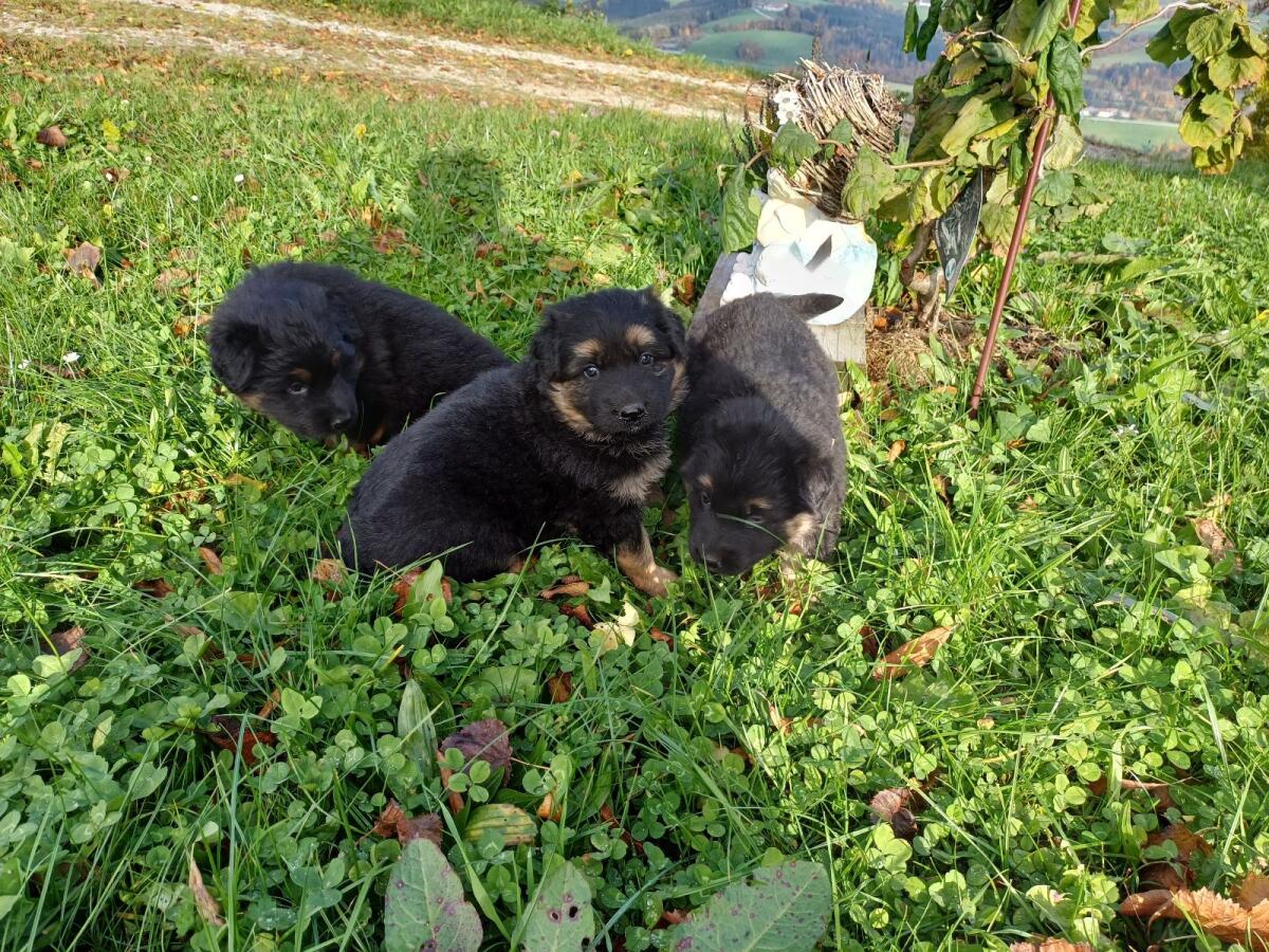 Altdeutsche Schäferwelpen 2