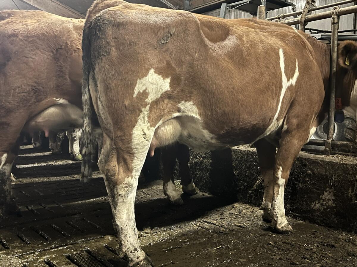 Jungkuh genetisch hornlos 1