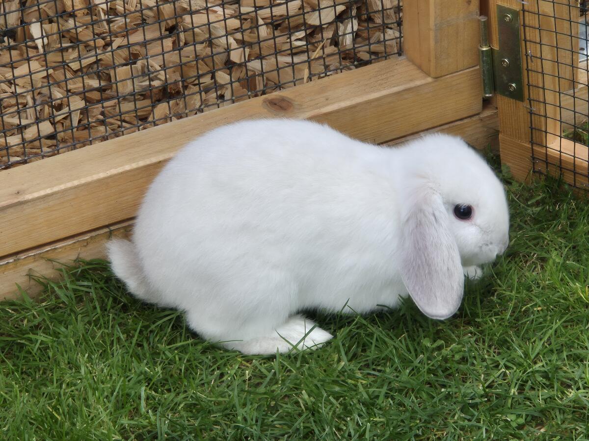 NHD Mini-Lop Zwergwidder Kaninchen 3