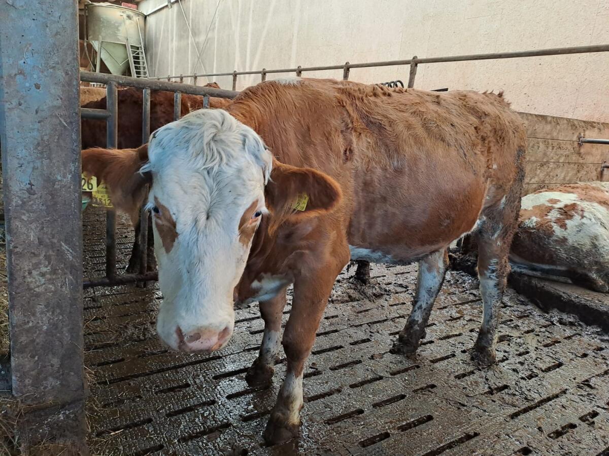 Verkaufe Fleckviehkalbin 1