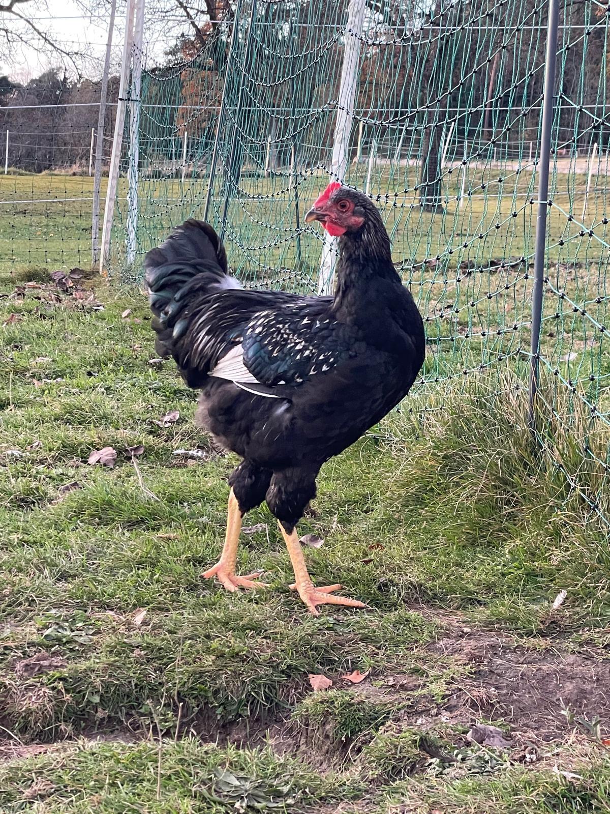 Barnevelder Junghahn 1