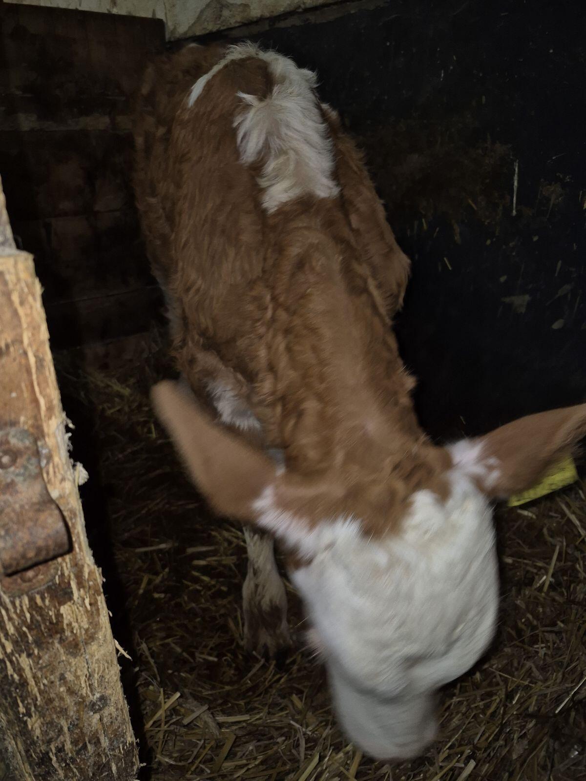 Fleckvieh Stierkalb 2