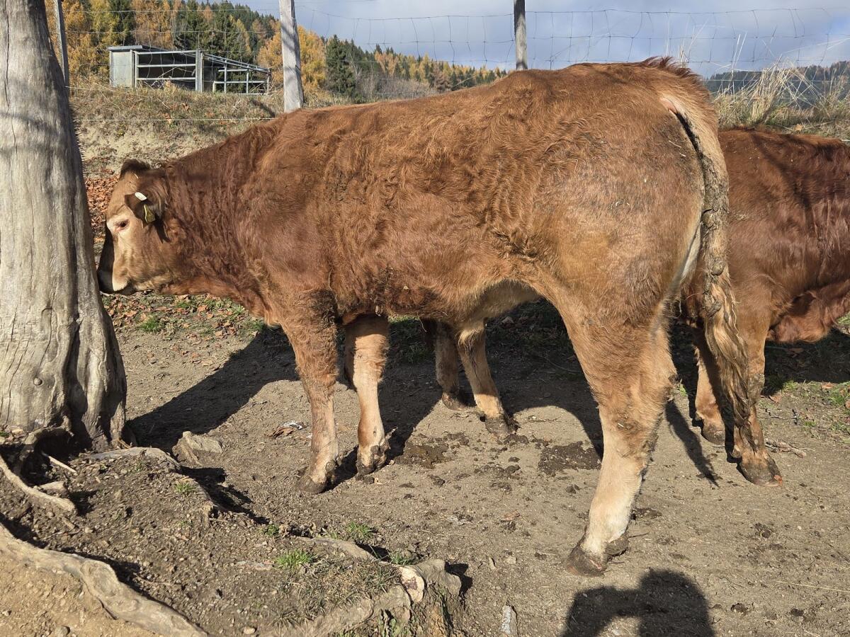 Gekörter Limousin-Stier 2