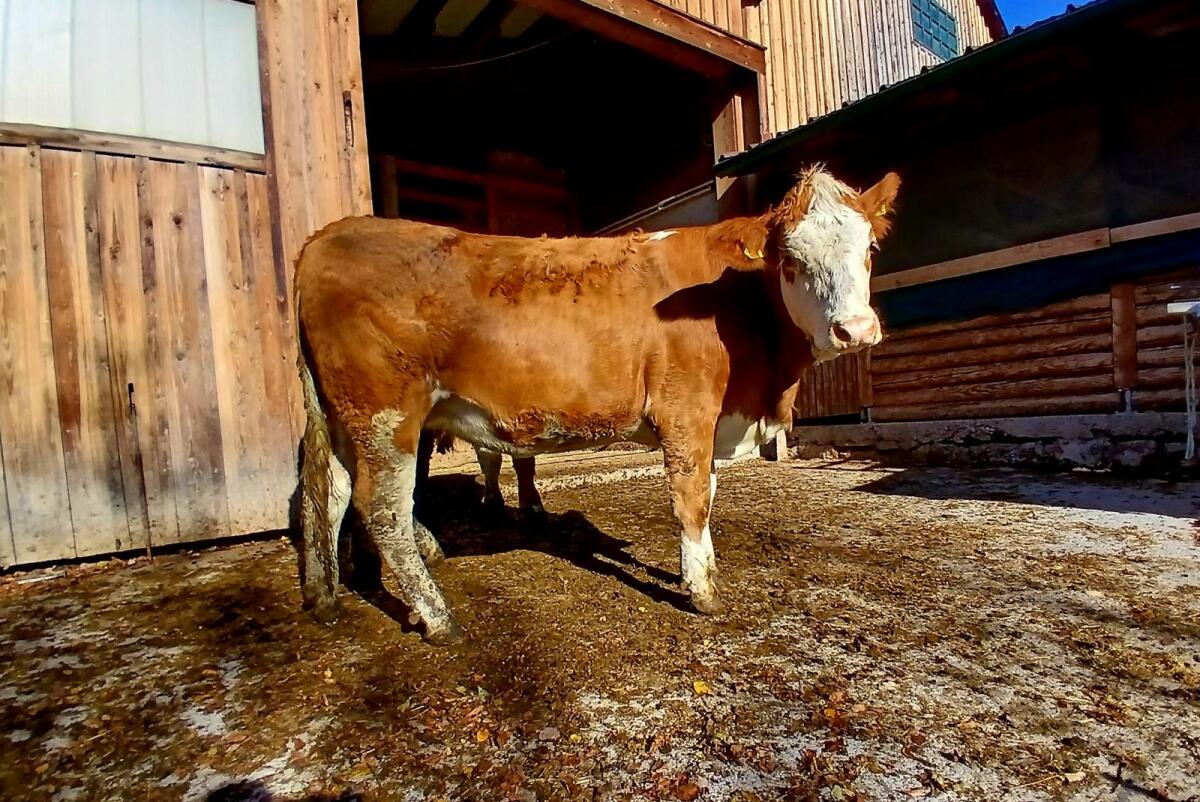 Bio Fv Kalbin trächtig 1