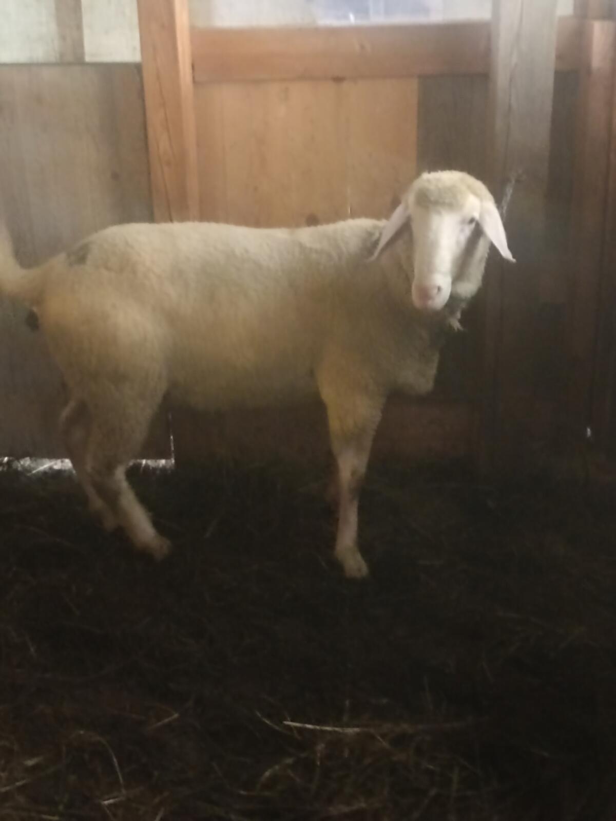 Verkaufe Merino Zuchtwidder 1