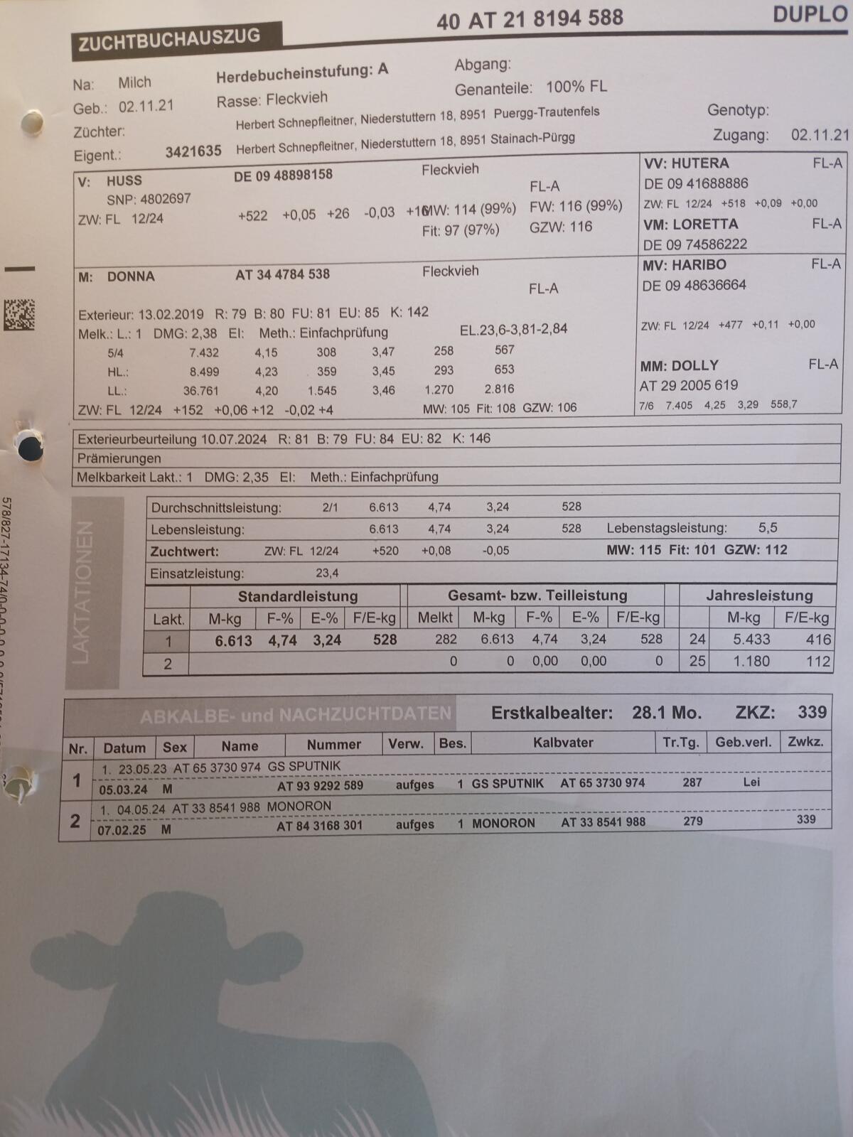 Verkaufe Fleckviehkuh 3