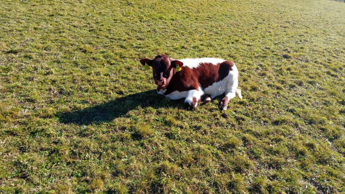 Pinzgau Kuh mit Kuhkalb 3