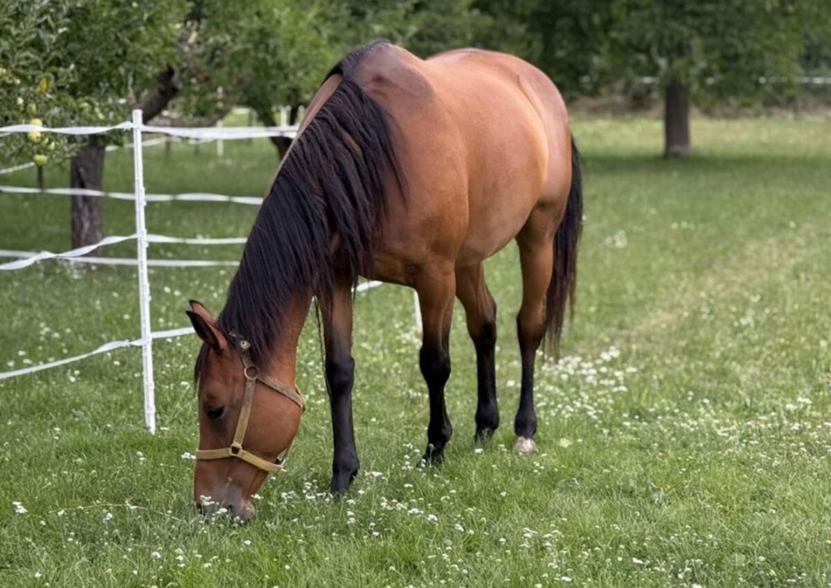 9 Jährige Warmblut Stute Freizeitpferd 2