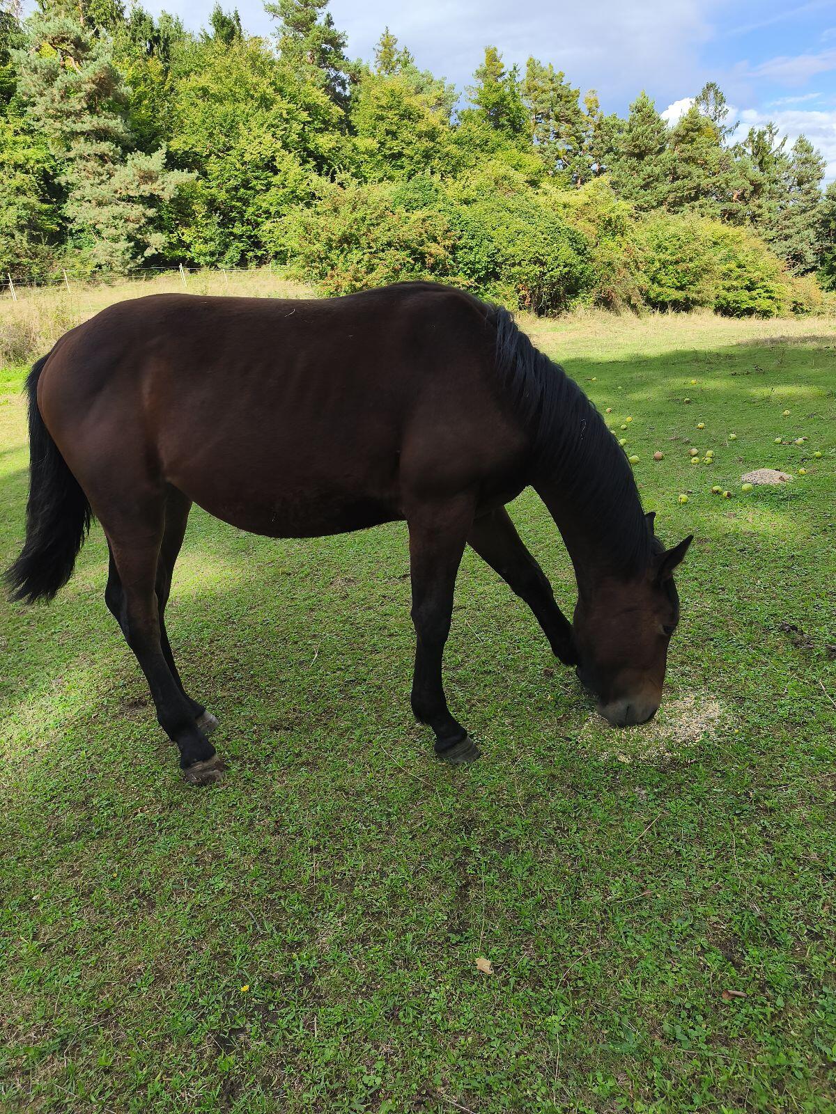 Warmblut-Mix Stutfohlen 2