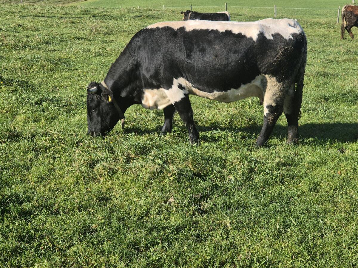 Pinzgauer Mutterkuh mit Kalb 1