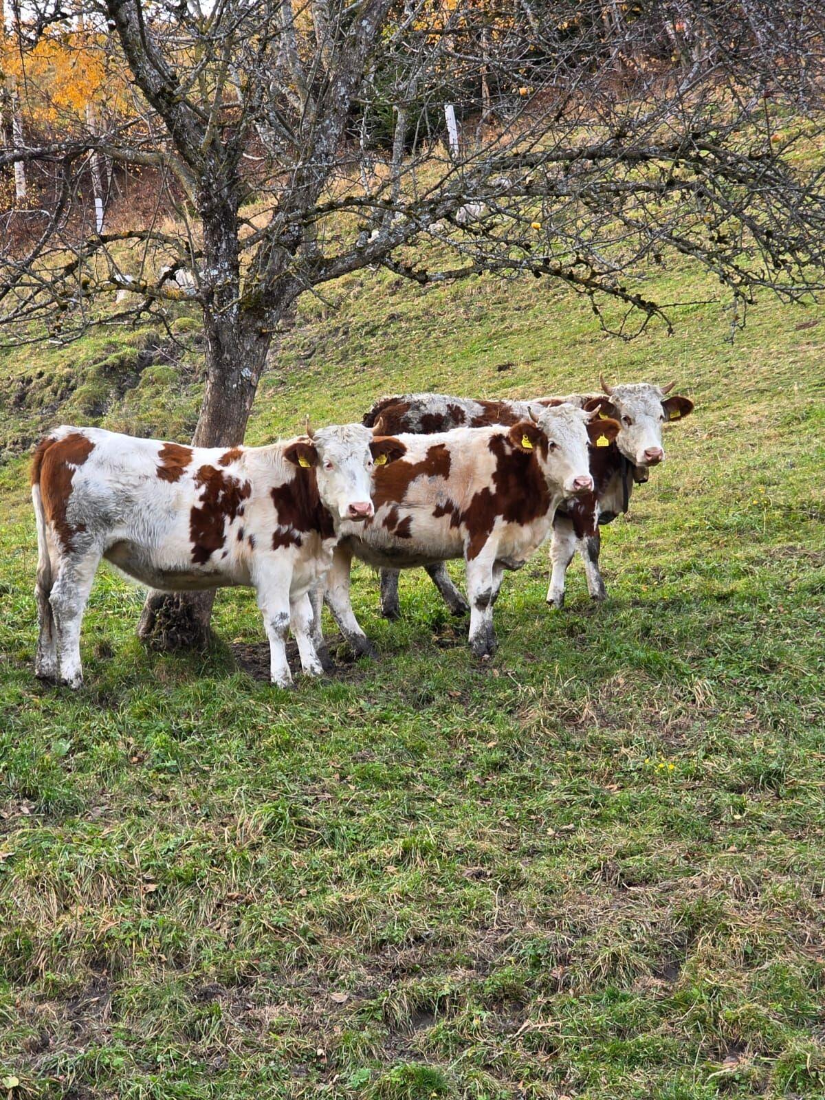 3 Kalbinnen wegen Platzmangel 2