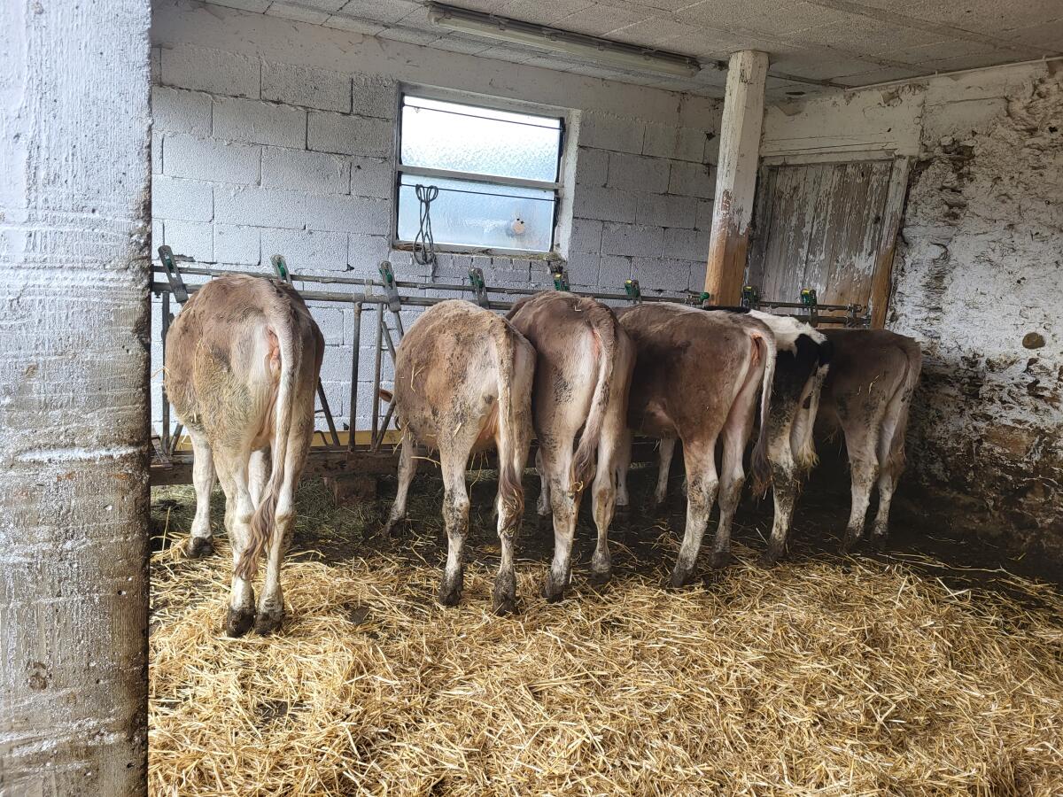 Braunvieh Kalbinnen und Kälber zu verkaufen 3