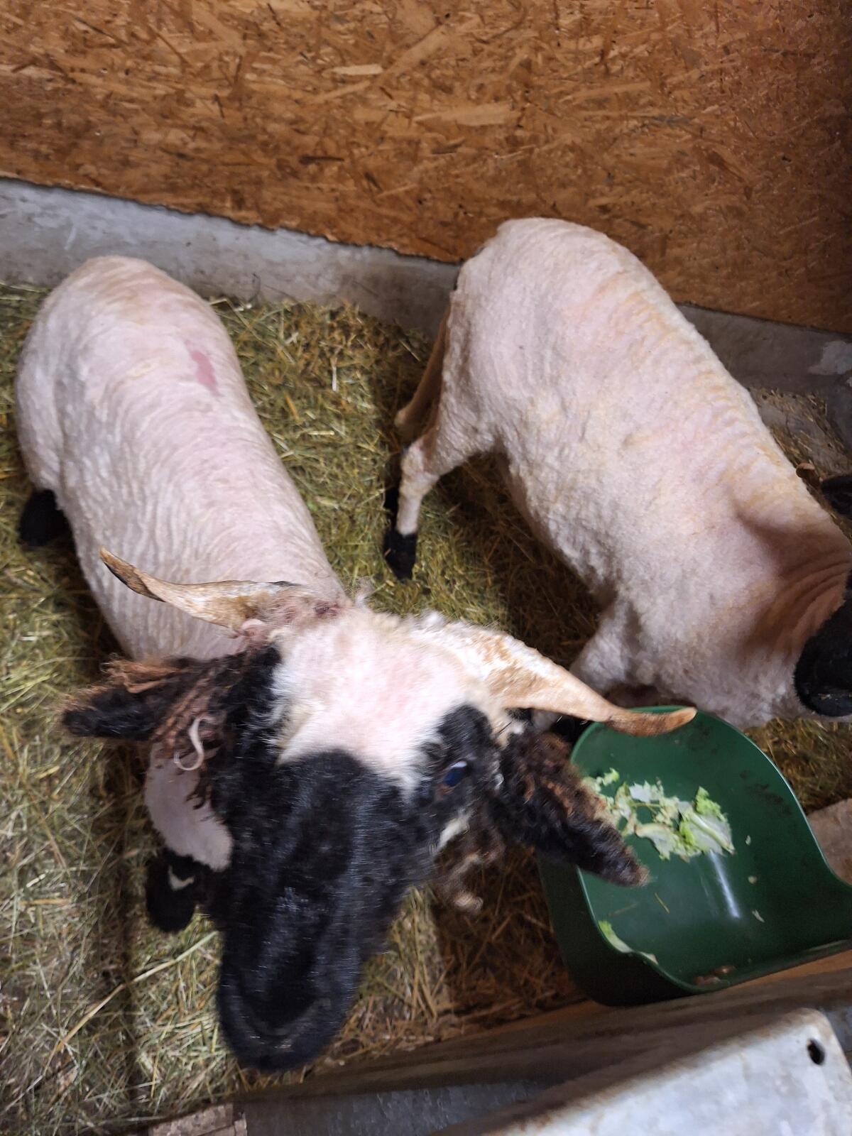 Walliser Schwarznasen Schaf junge Aue 2