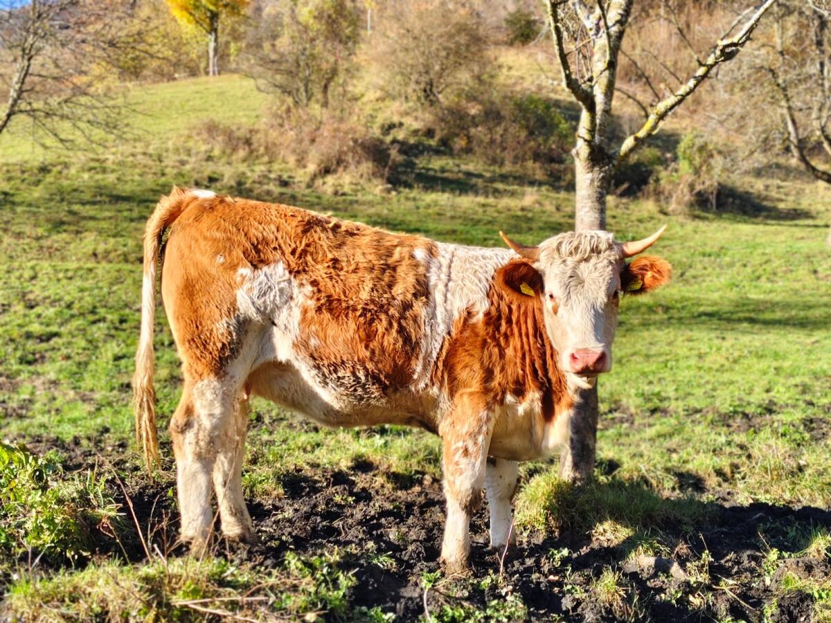 Bio FV Jungrind weiblich 2