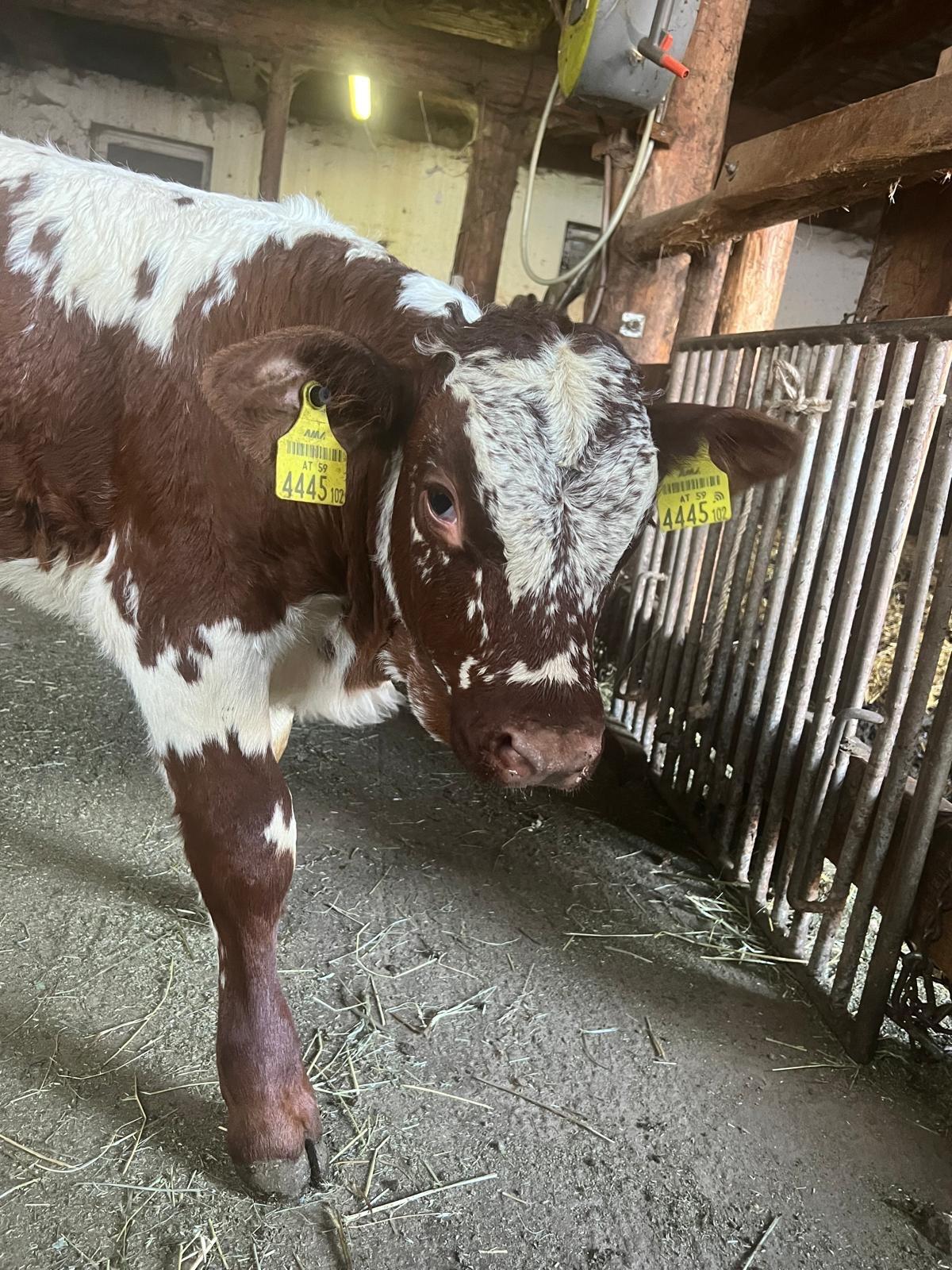 Pustertaler Sprinzen Stierkalb „Ohrid PSR“ 2