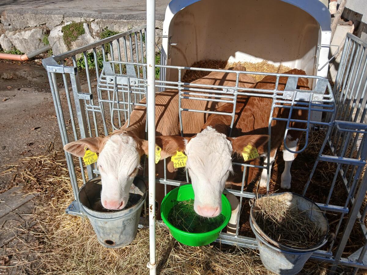 Männliche Bio-Kälber 2