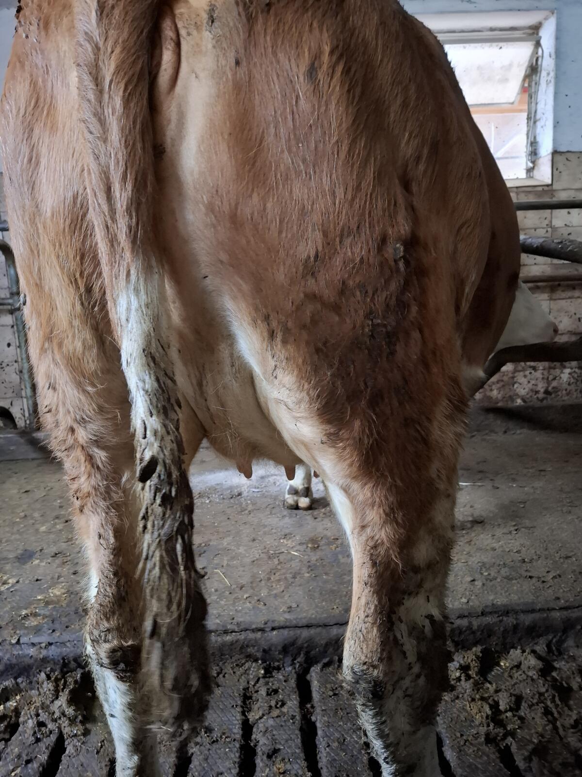 Trächtige Fleckviehkalbin zu verkaufen 2