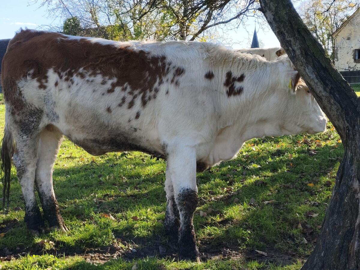 Ennstaler Bergschecken Kalbin - Bio 2