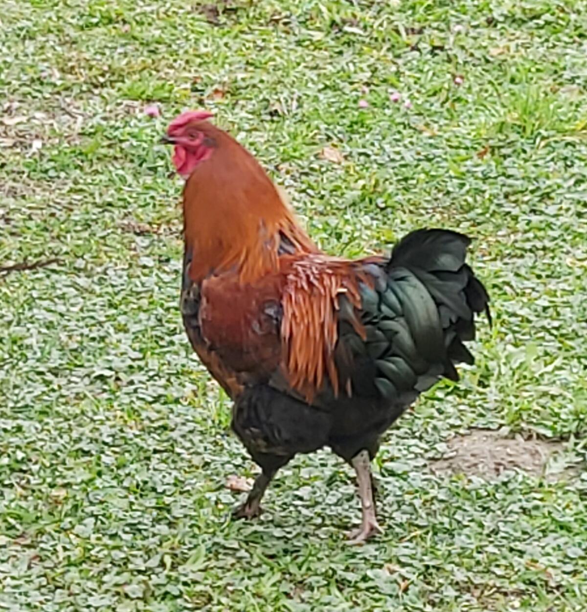 Hahn, 6 Monate, Bio 2