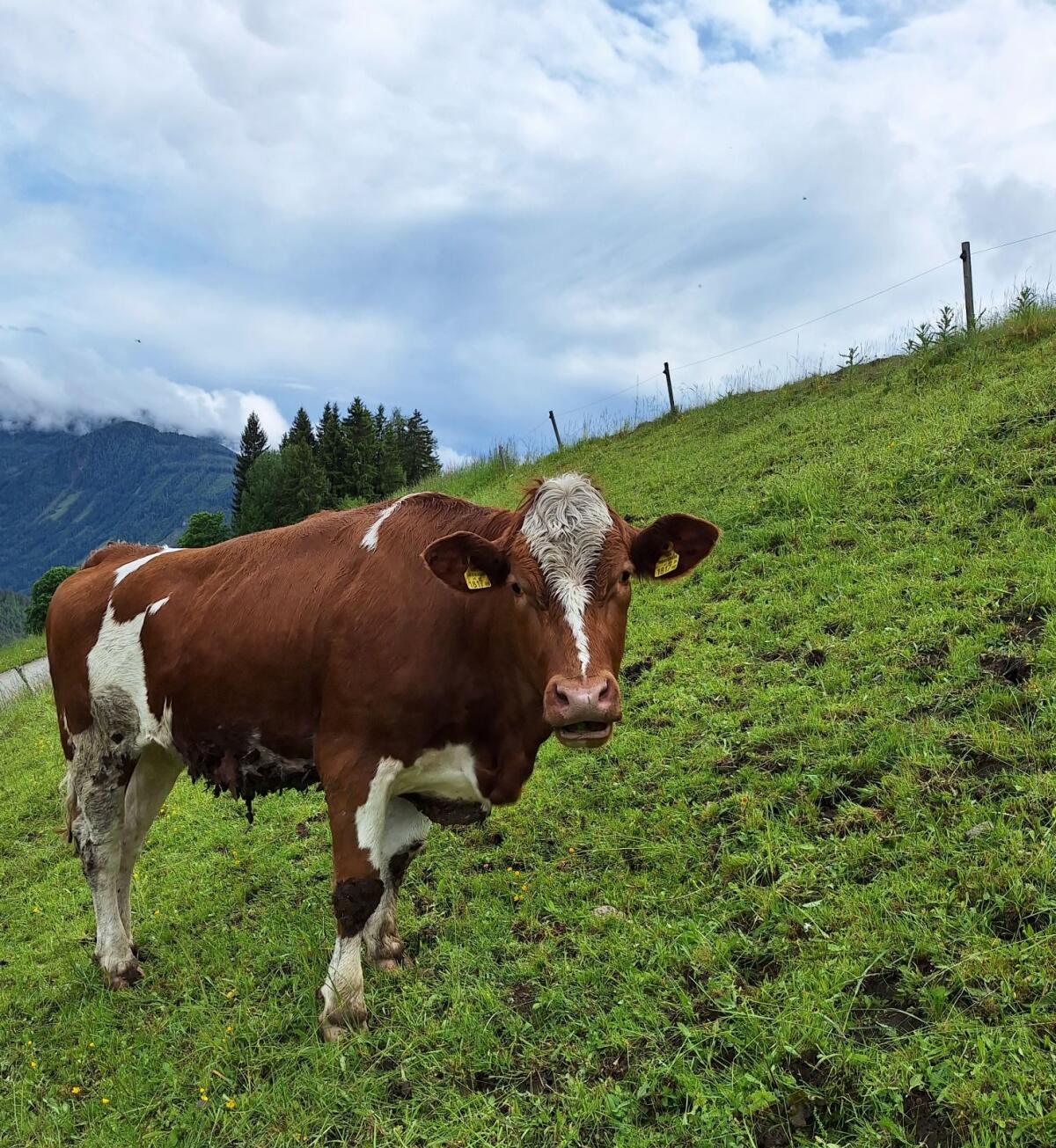Trächtigkeit Bio Fleckvieh Kalbin 1