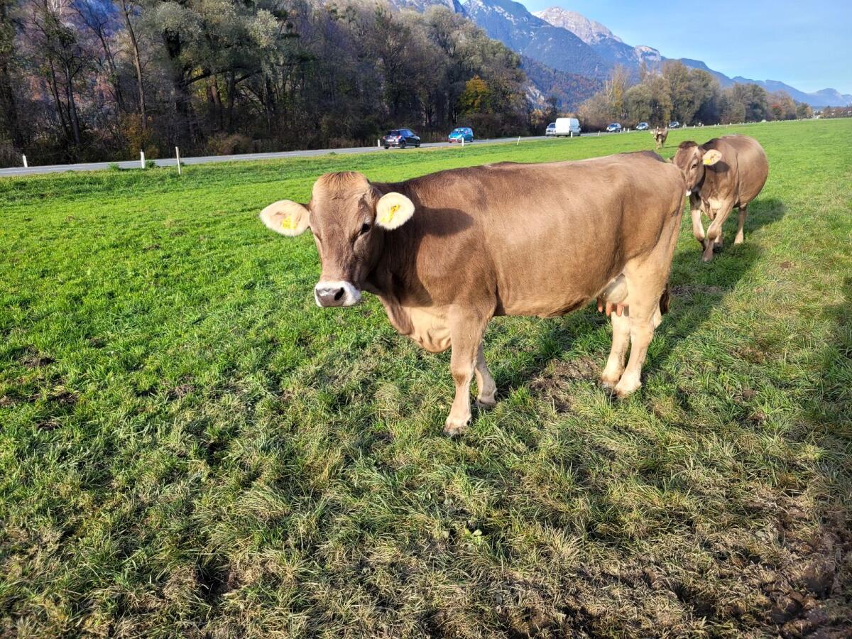 Original Braunvieh Jungkuh 1