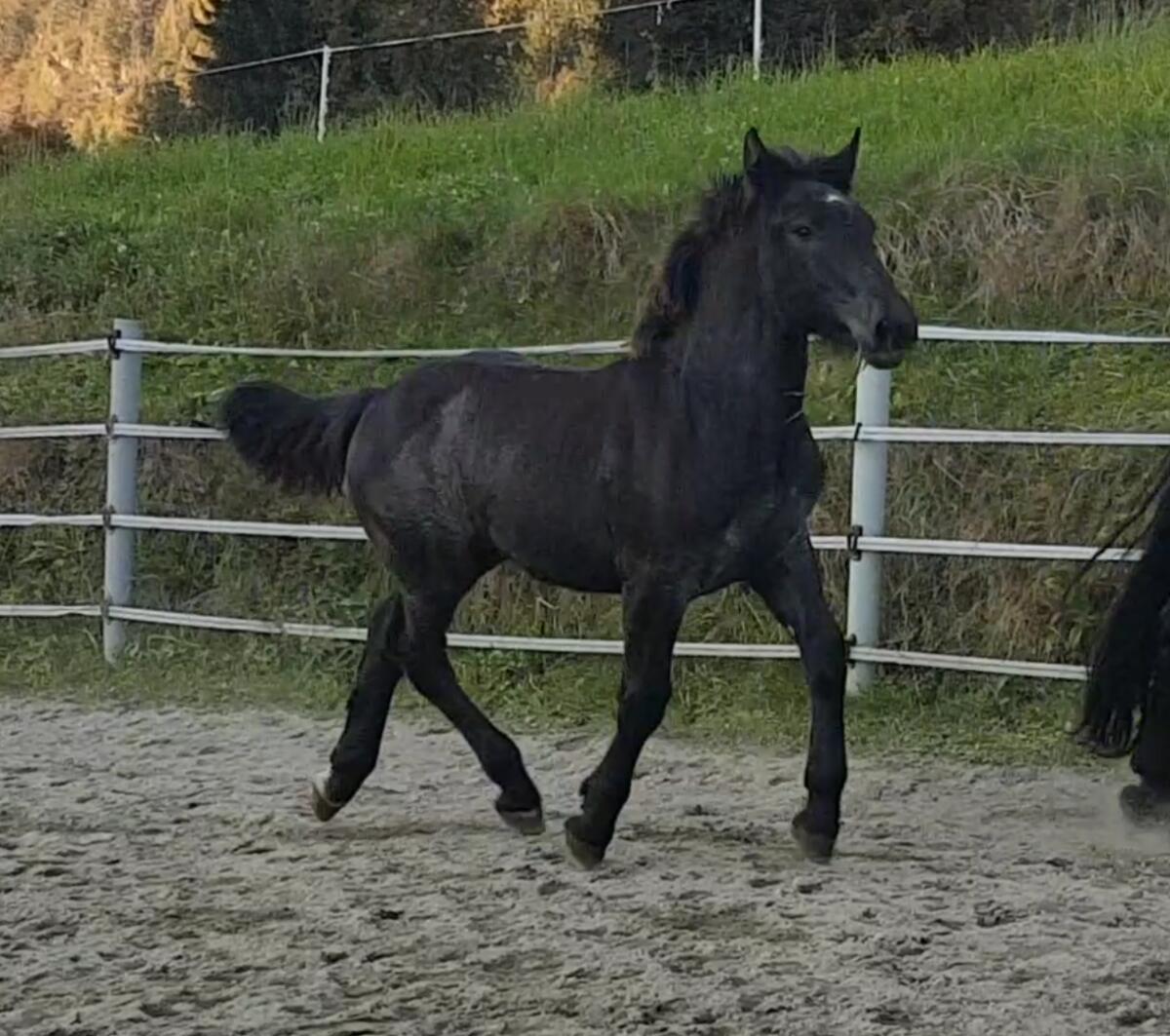 Noriker Blauschimmel 1