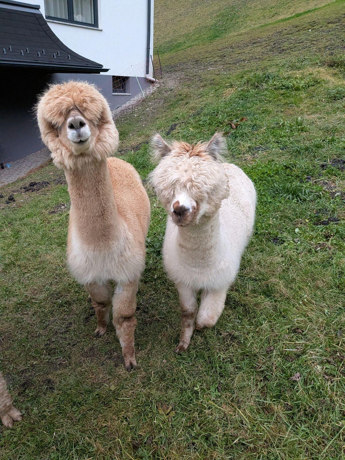 Alpaka Junghengst 3