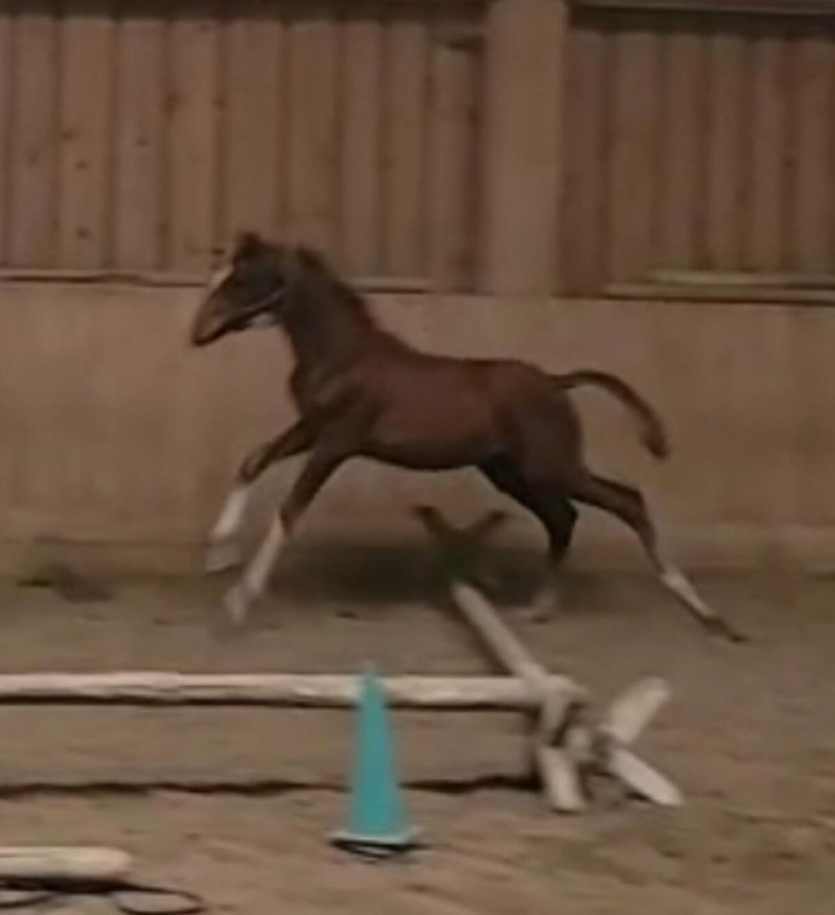 Hengstfohlen Trakehner 05/2025 Pferd 1