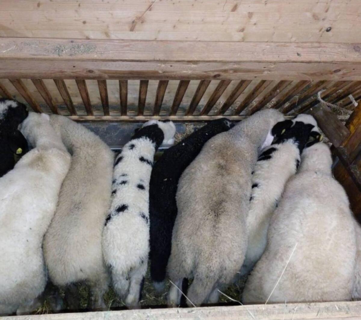 Kaufe ganzjährig Lämmer und Altschafe 3