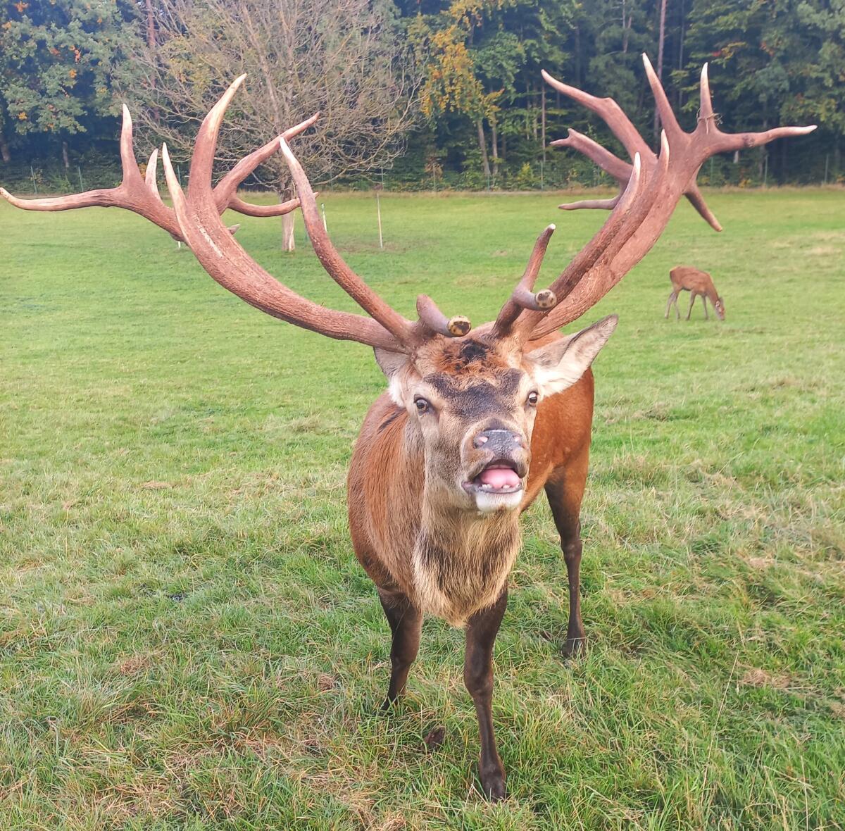 Verkaufe kapitalen Rothirsch 2
