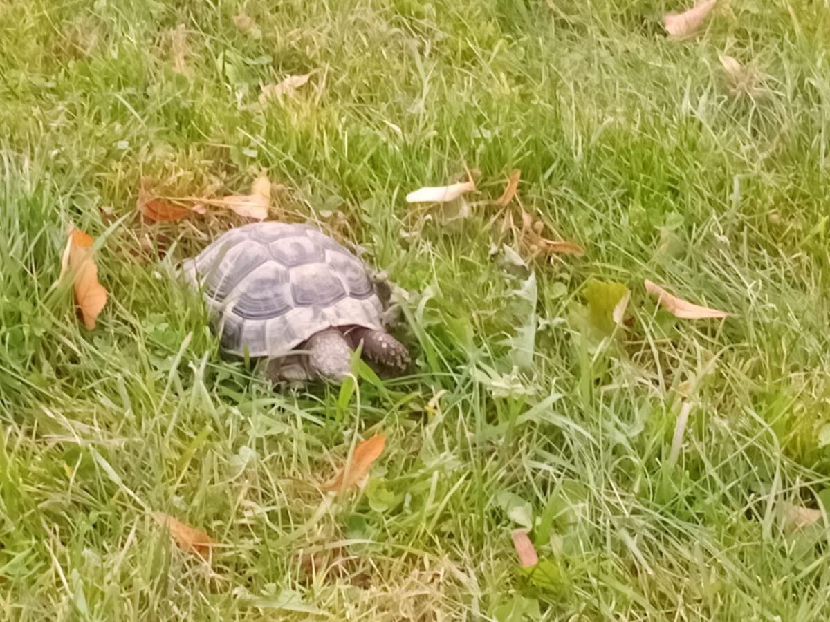 Griechische Landschildkröte 2
