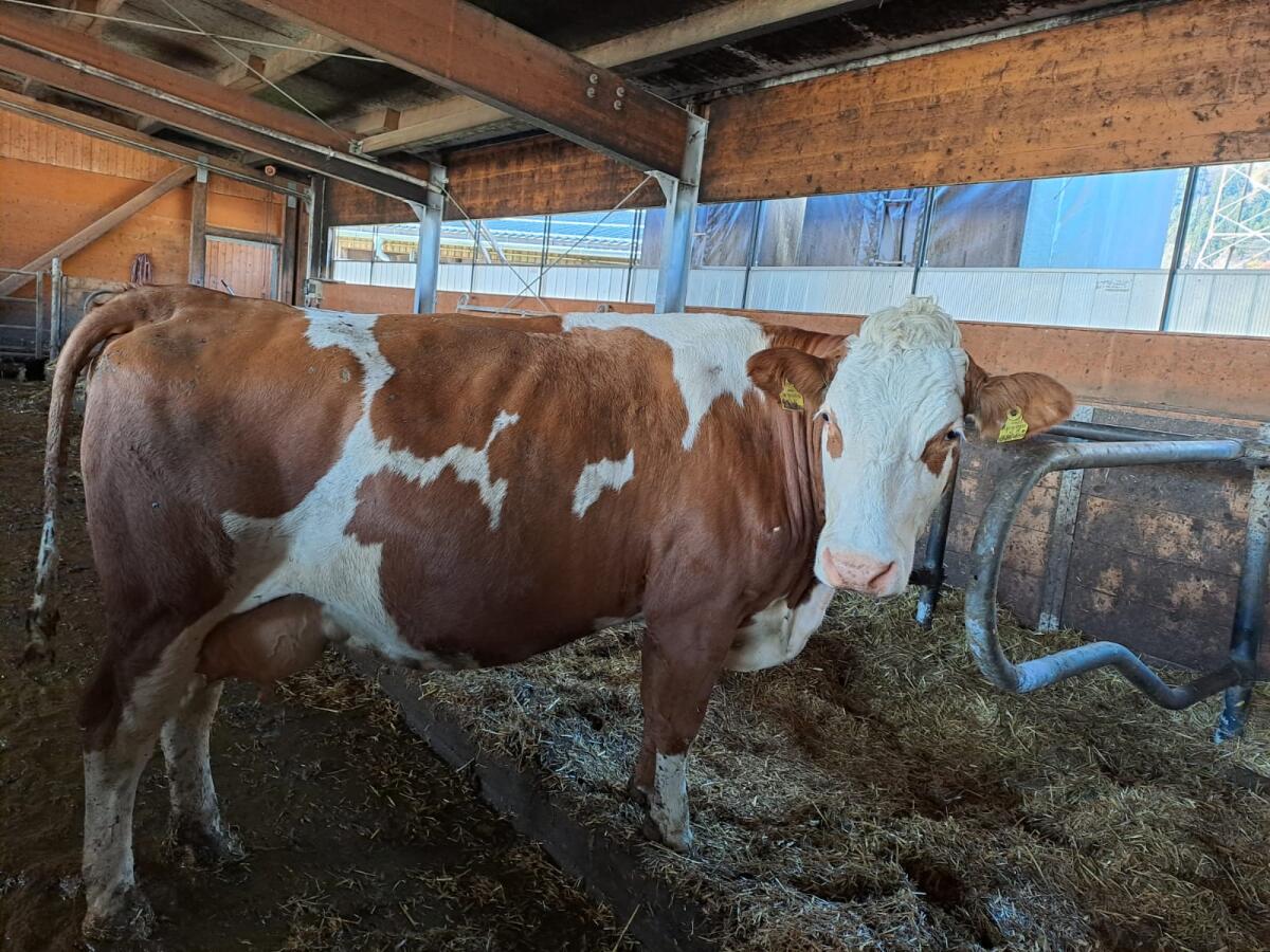 Verkaufe Fleckviehkuh 1