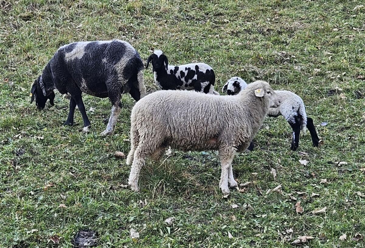 Bergschaf mit Lamm 3